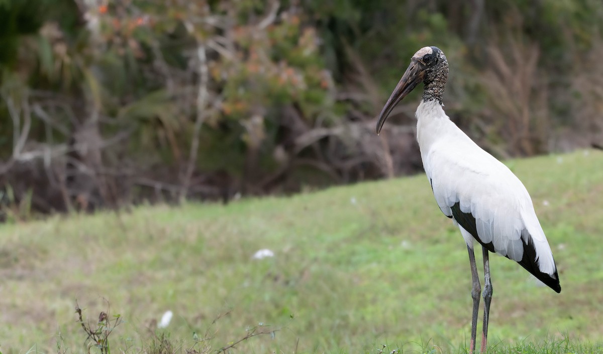 Wood Stork - ML628391159