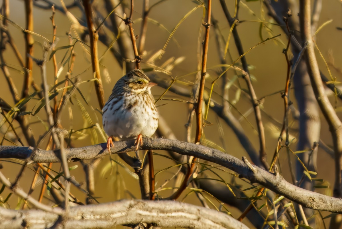 Savannah Sparrow - ML628391162