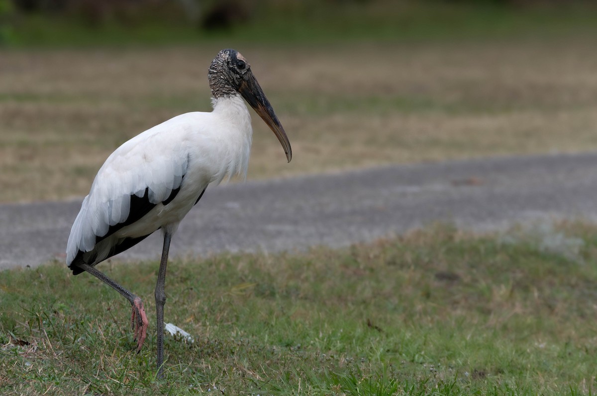 Wood Stork - ML628391163