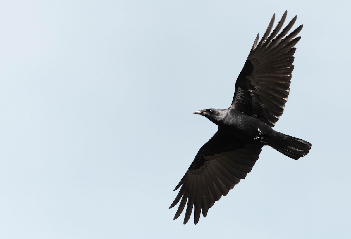 Fish Crow - ML628391180