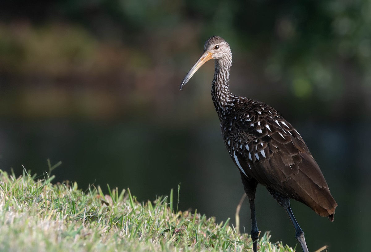 Limpkin - ML628391195