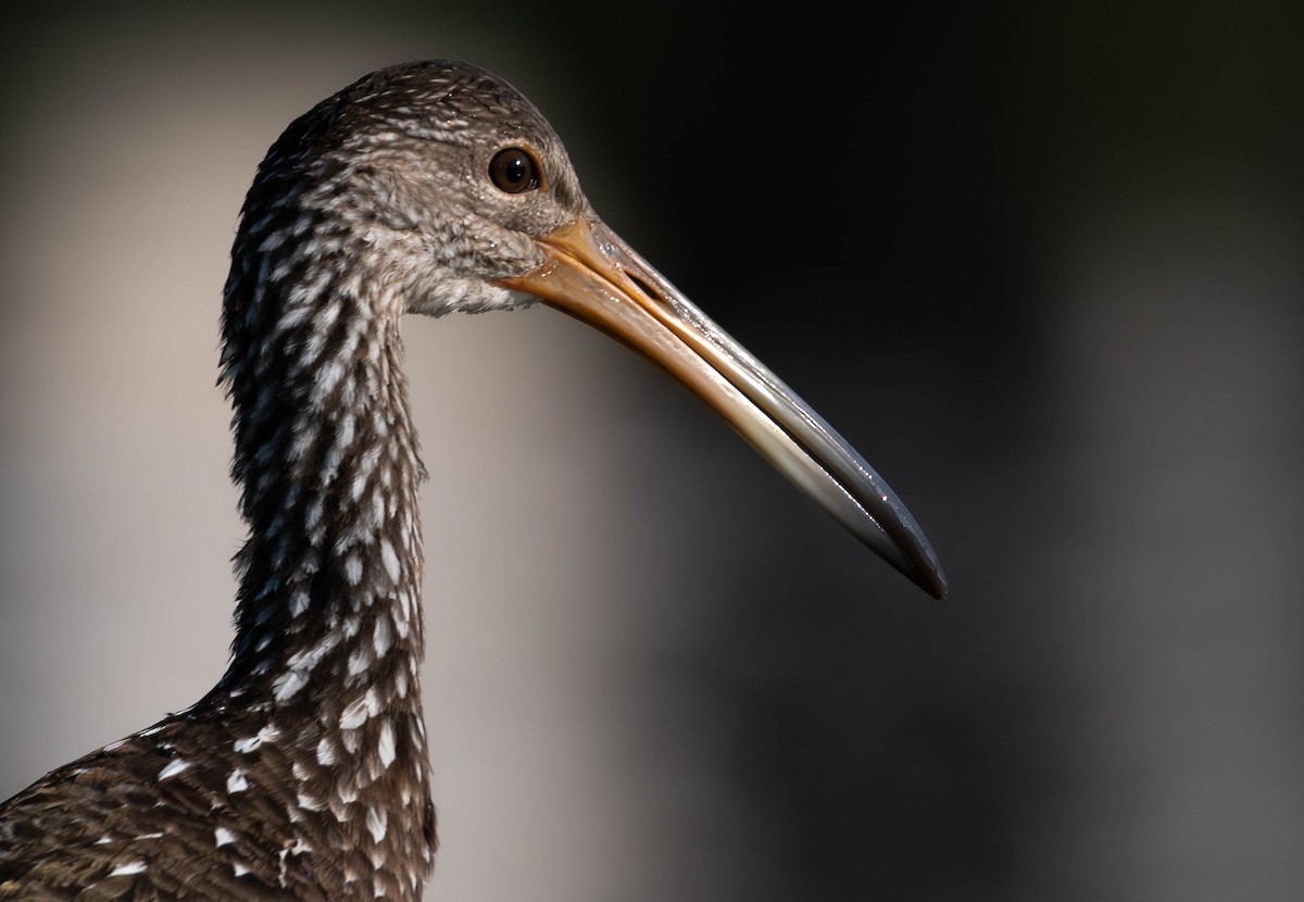 Limpkin - ML628391197