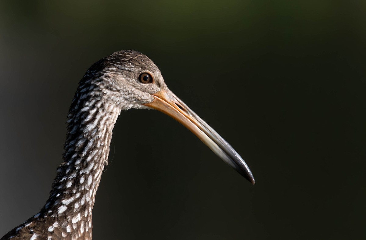 Limpkin - ML628391205