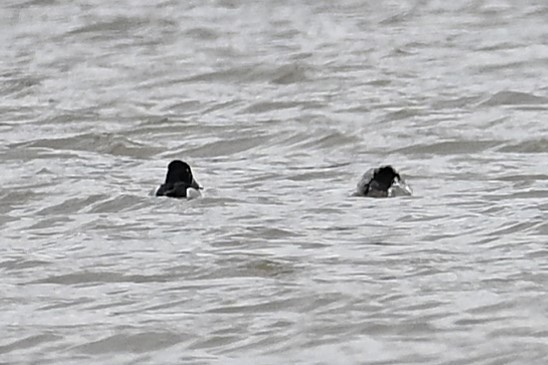 Ring-necked Duck - ML628391214