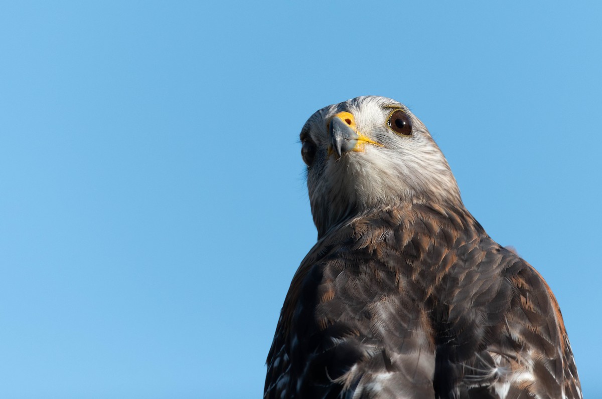 Red-shouldered Hawk - ML628391218