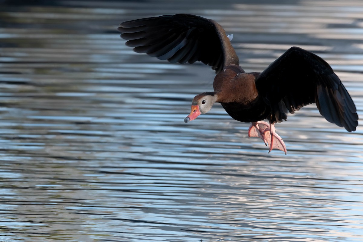 Black-bellied Whistling-Duck - ML628391220