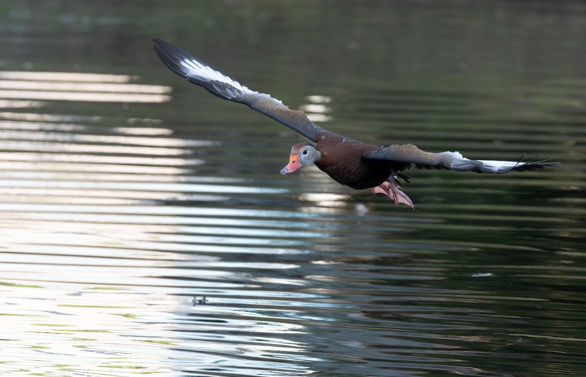 Black-bellied Whistling-Duck - ML628391222