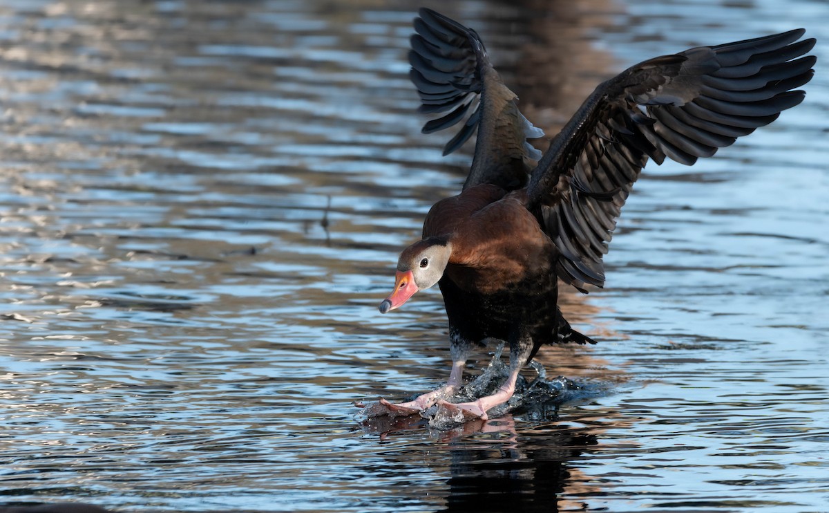 Black-bellied Whistling-Duck - ML628391228