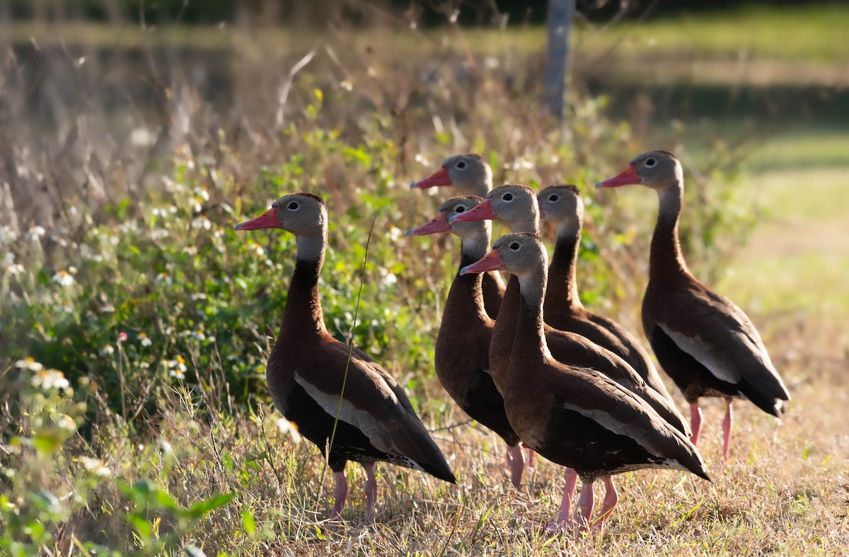 Black-bellied Whistling-Duck - ML628391230