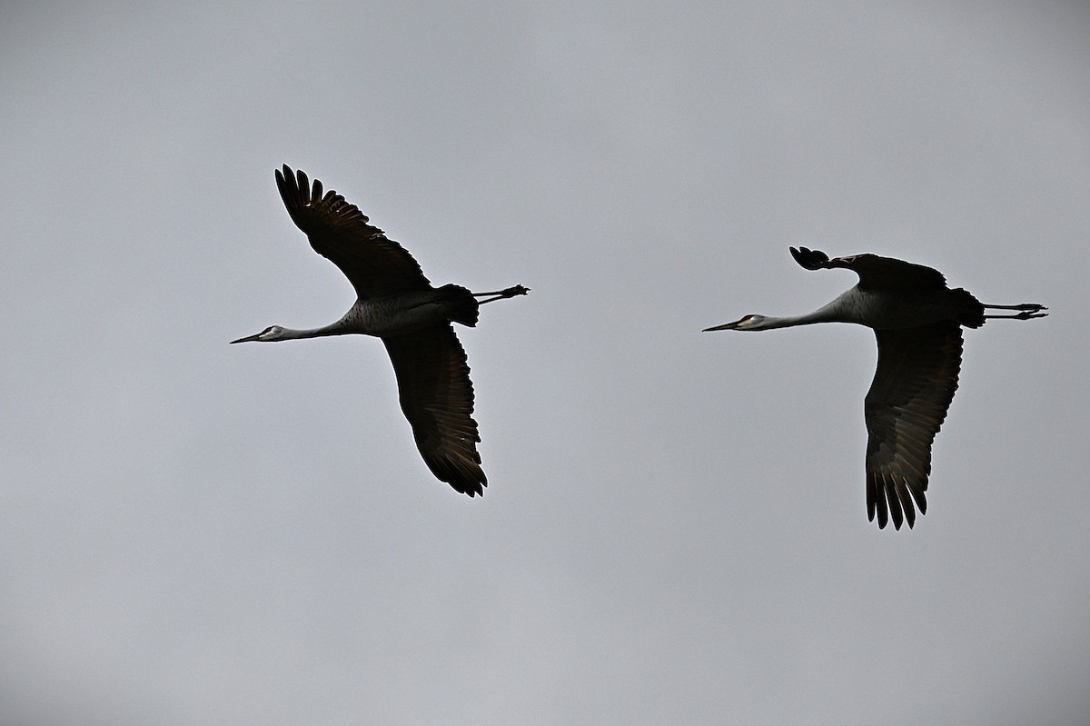 Sandhill Crane - ML628391232