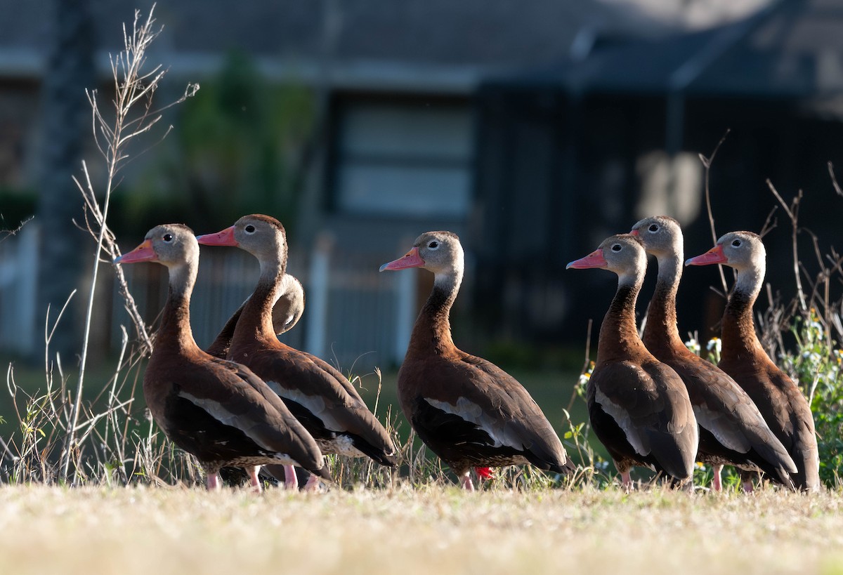 Black-bellied Whistling-Duck - ML628391236