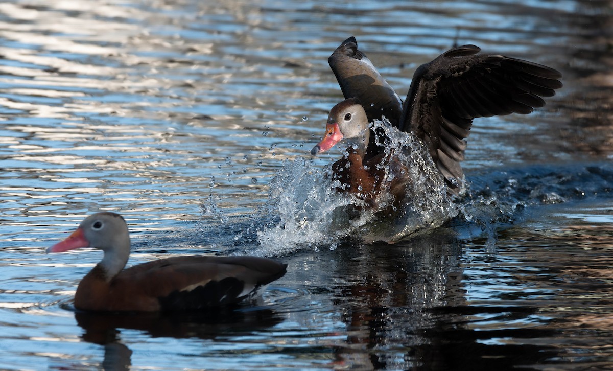 Black-bellied Whistling-Duck - ML628391242