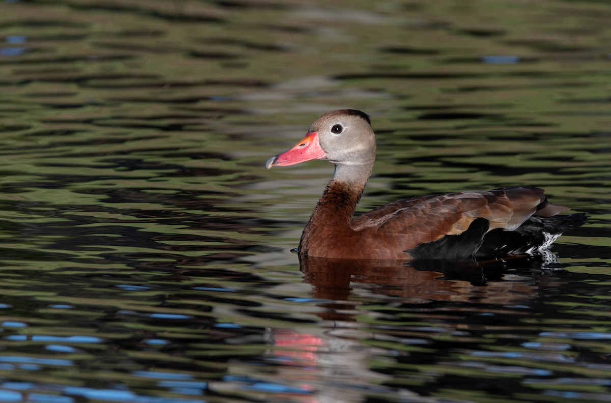 Black-bellied Whistling-Duck - ML628391248