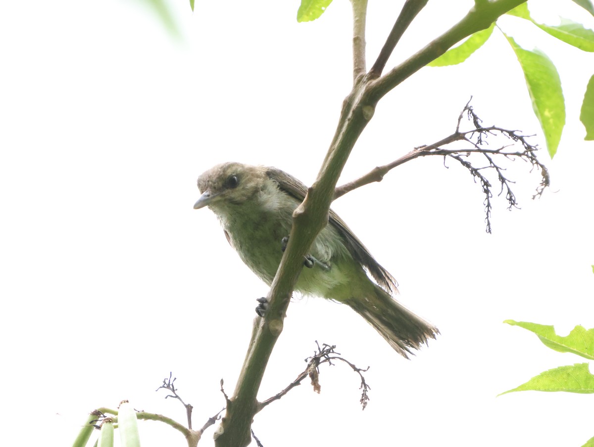 vireo sp. - ML628391249