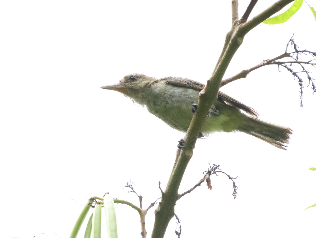 vireo sp. - ML628391250