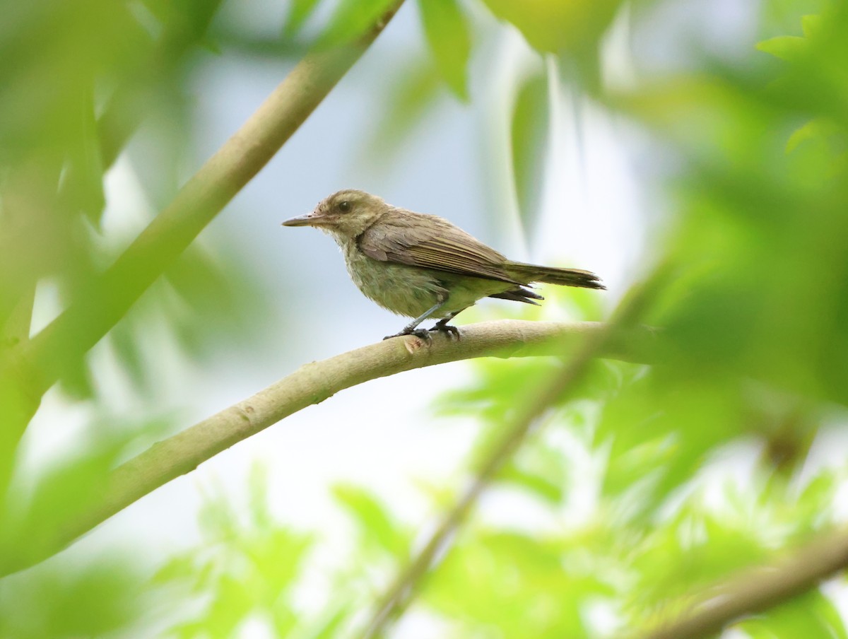 vireo sp. - ML628391255