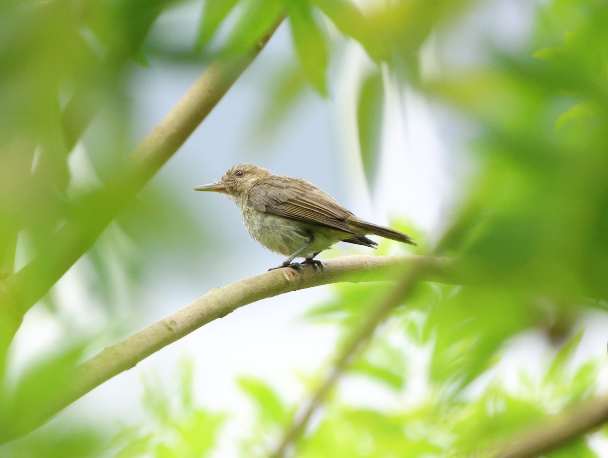 vireo sp. - ML628391256