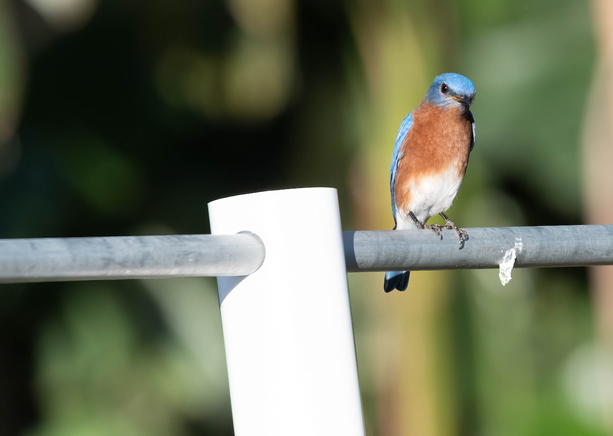 Eastern Bluebird - ML628391268