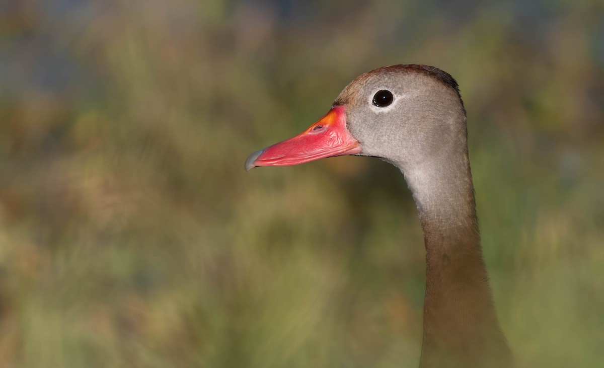 Black-bellied Whistling-Duck - ML628391272