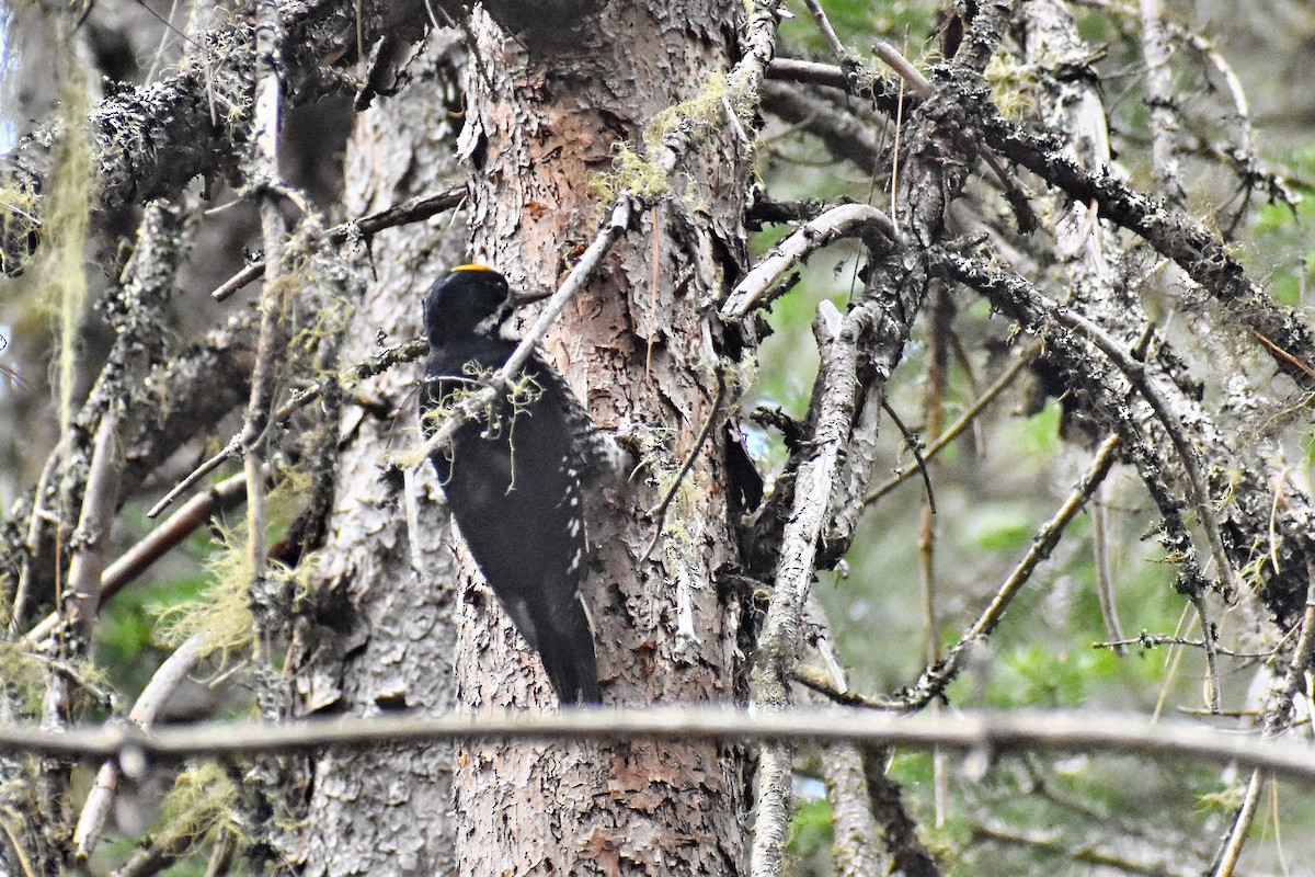 Black-backed Woodpecker - ML628391274