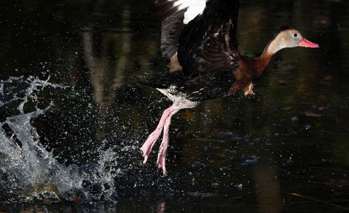 Black-bellied Whistling-Duck - ML628391275