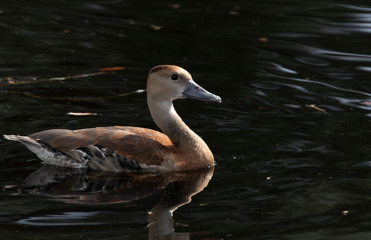 Black-bellied Whistling-Duck - ML628391276