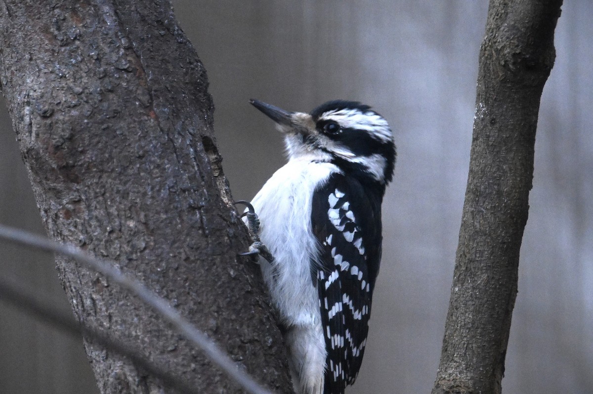 Hairy Woodpecker - ML628391293