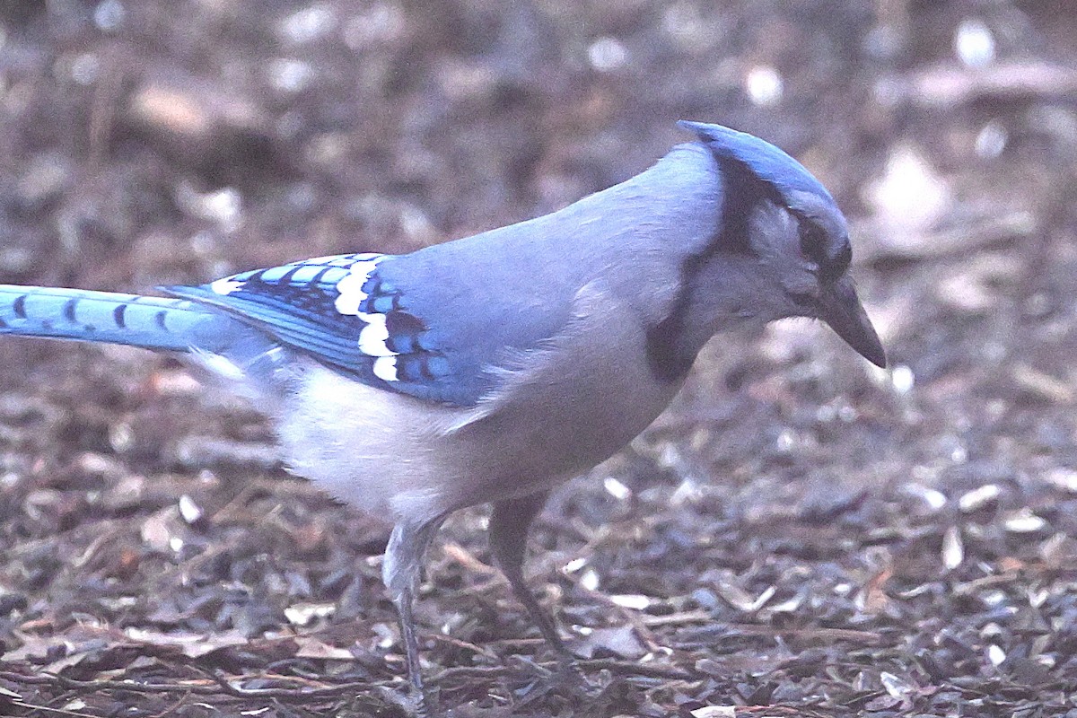 Blue Jay - ML628391305