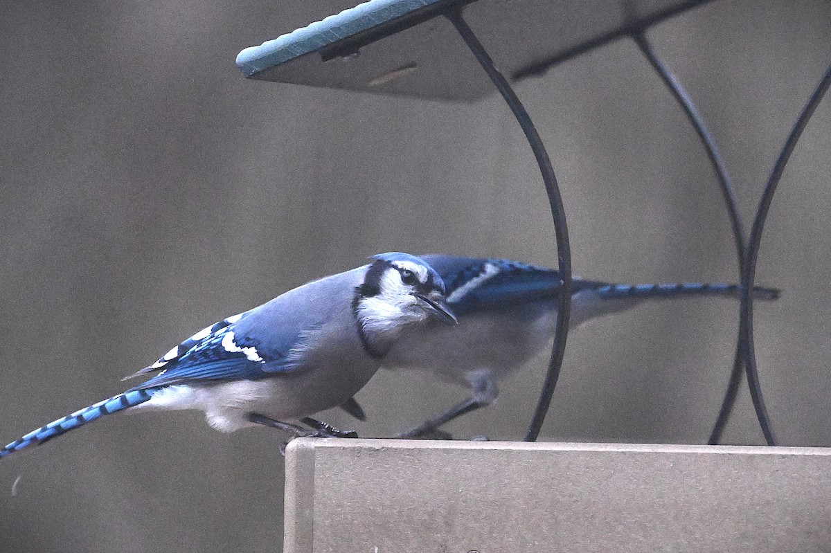 Blue Jay - ML628391306