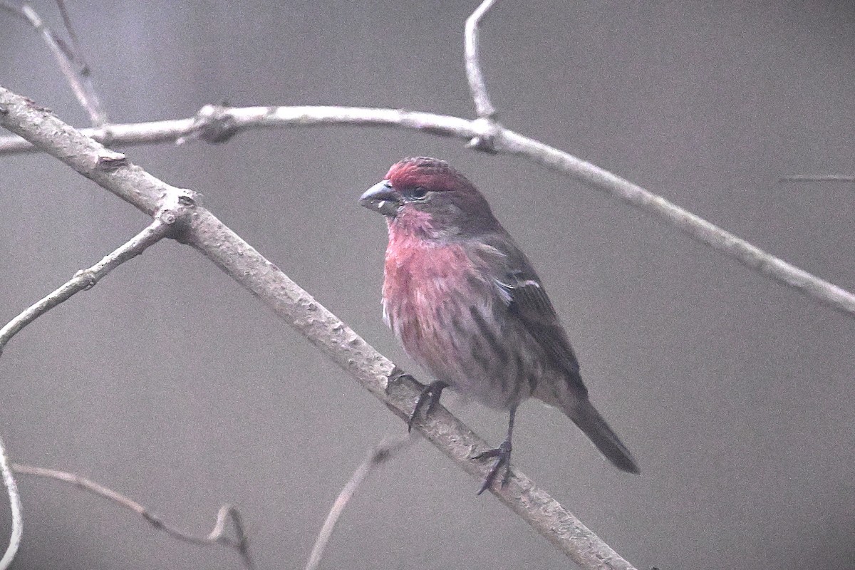 House Finch - ML628391317