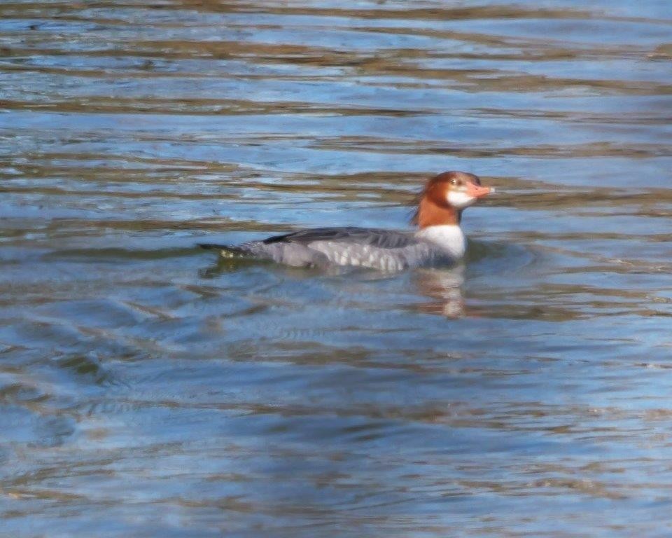 Common Merganser - ML628391320