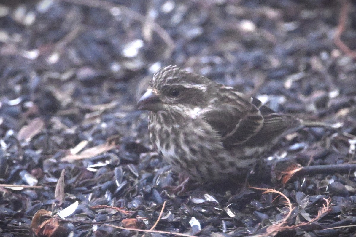 Purple Finch - ML628391352