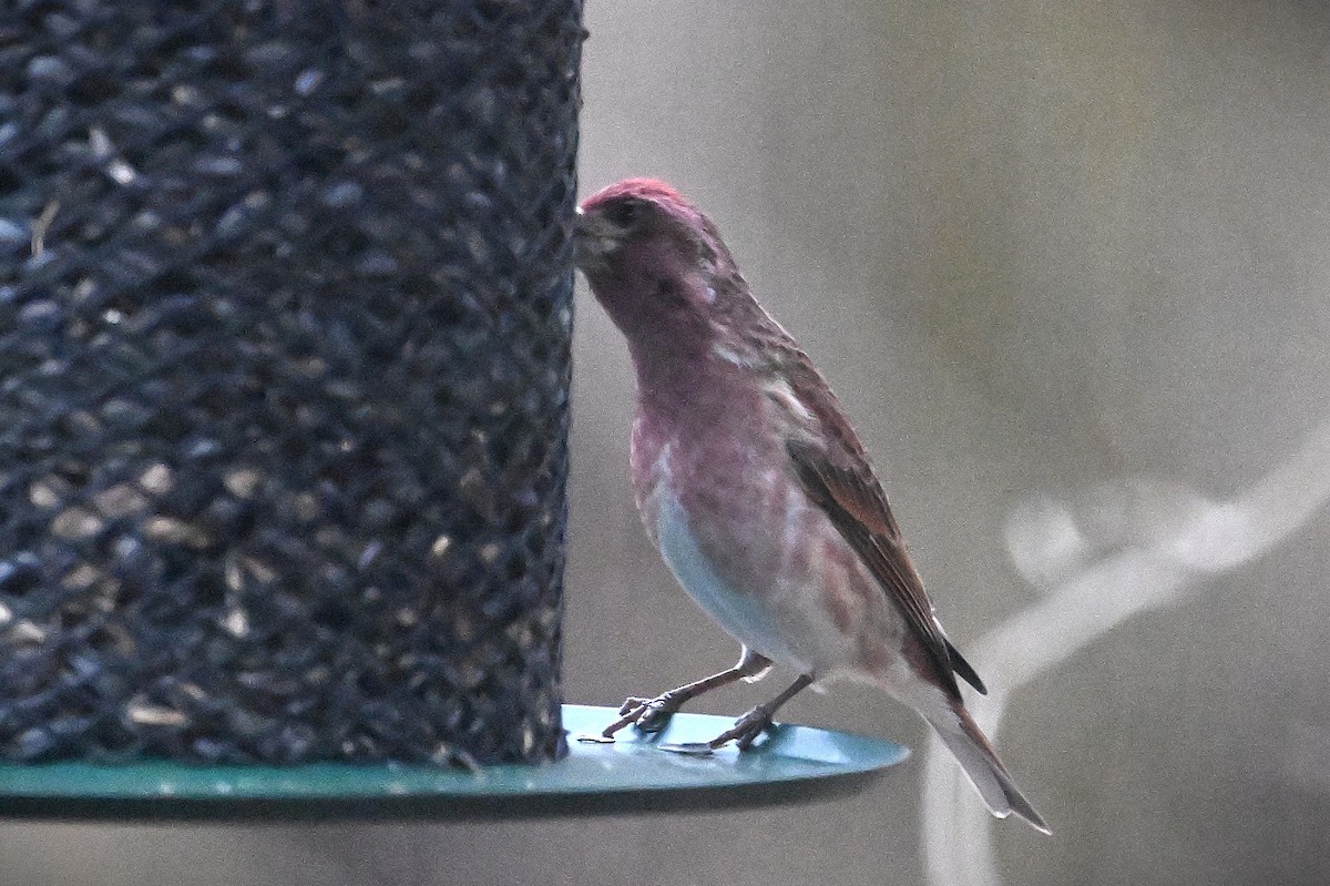 Purple Finch - ML628391353