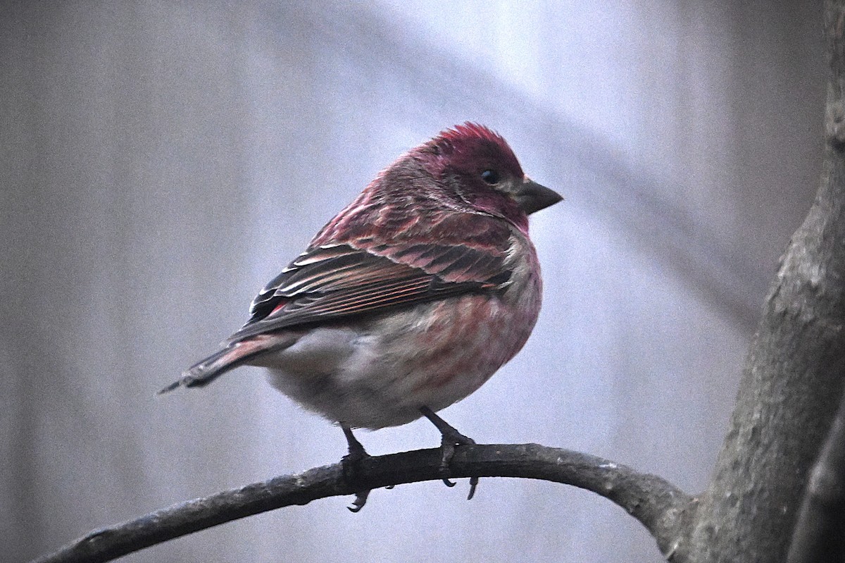 Purple Finch - ML628391354