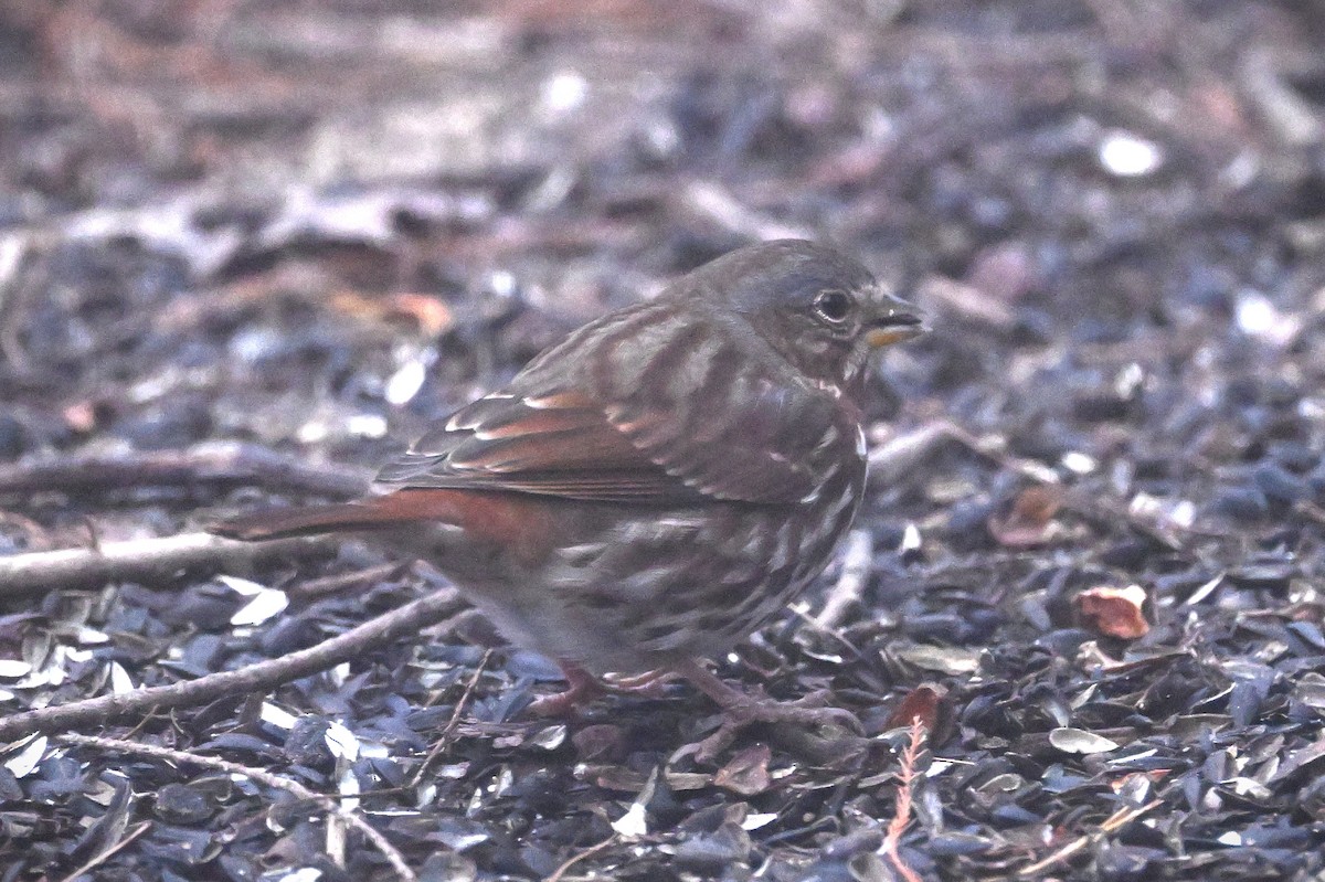 Fox Sparrow - ML628391371