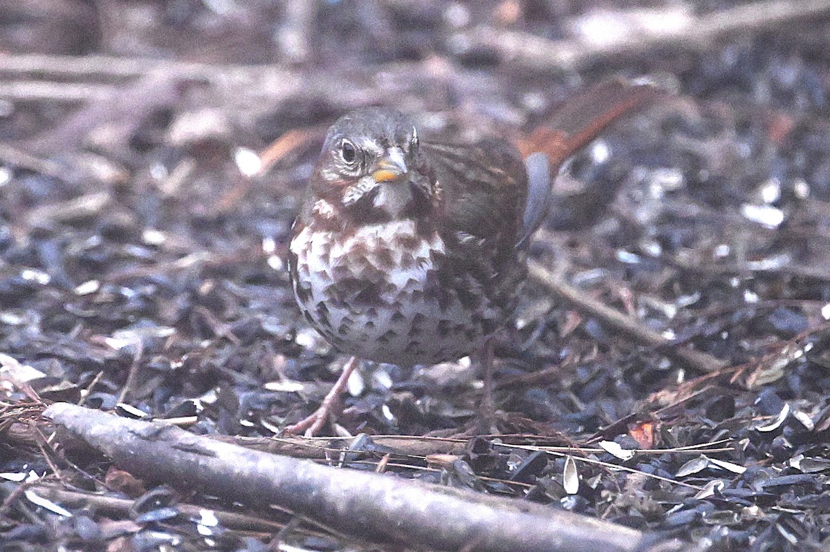 Fox Sparrow - ML628391372