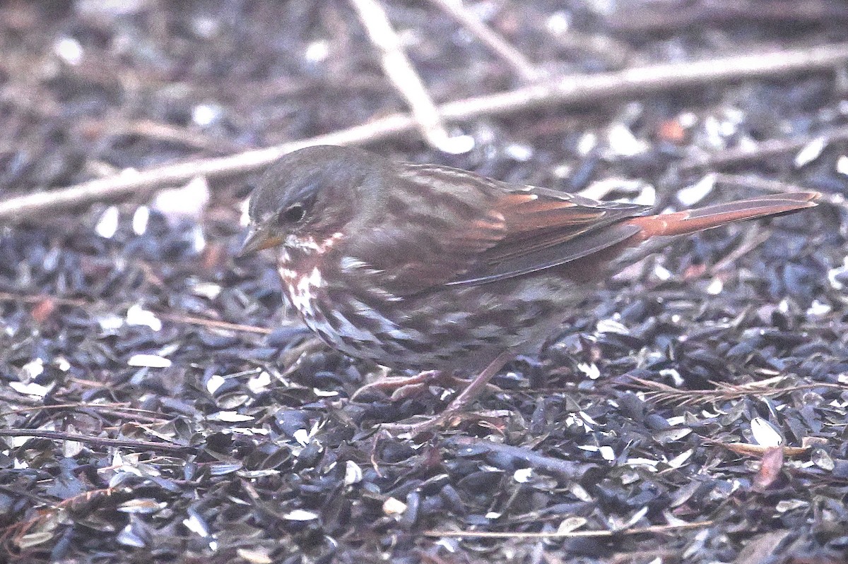 Fox Sparrow - ML628391373