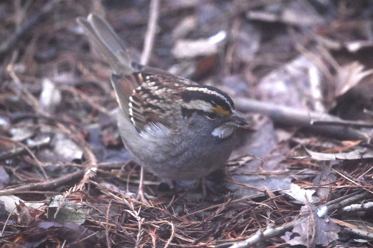 White-throated Sparrow - ML628391380