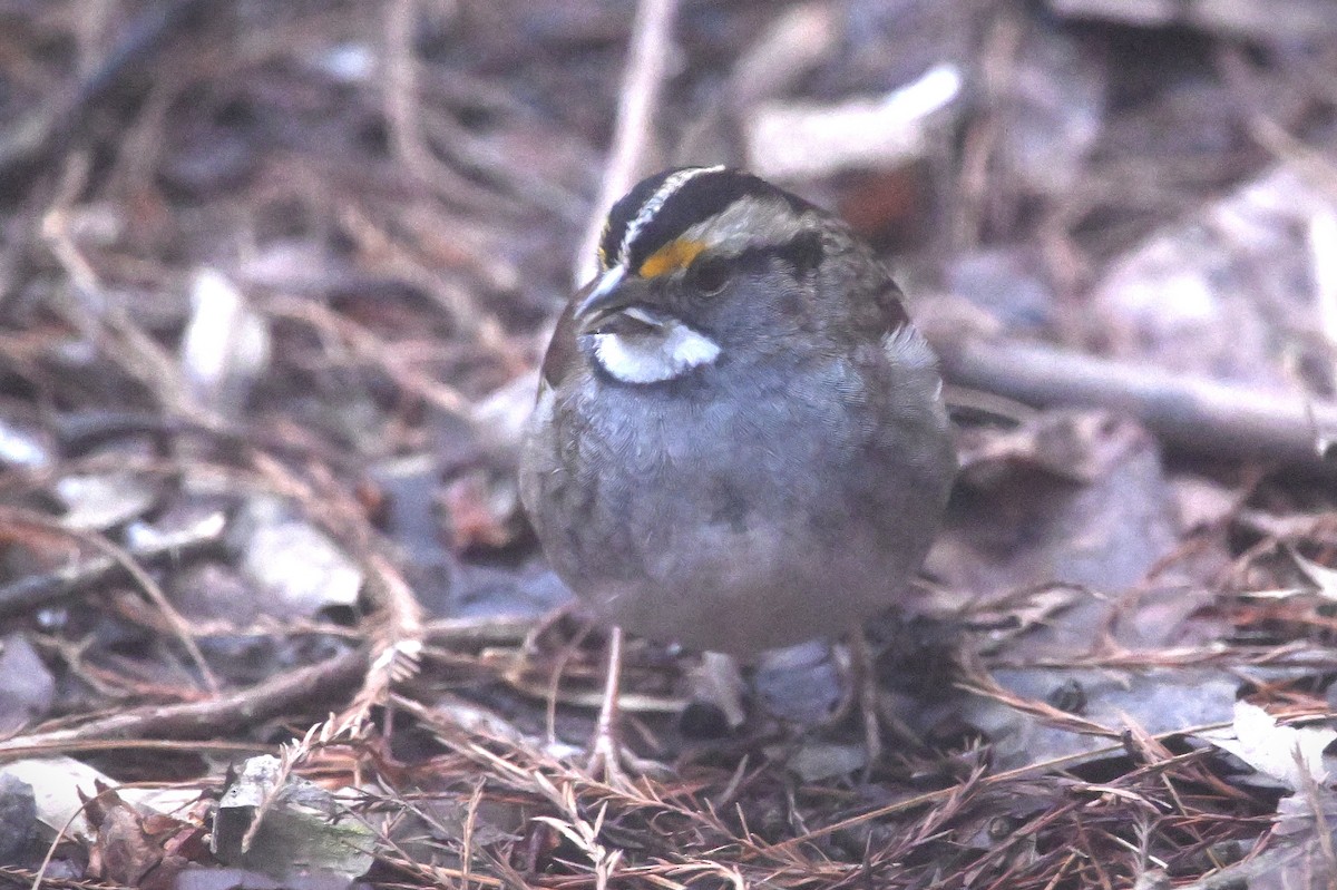 White-throated Sparrow - ML628391438