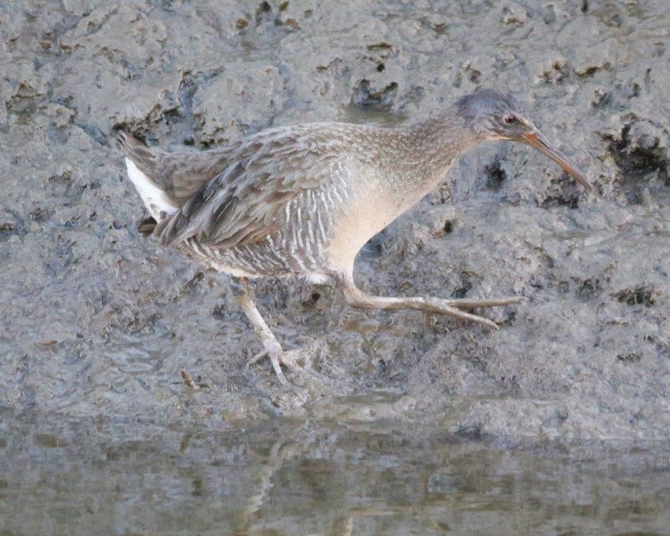 Clapper Rail - ML628391457