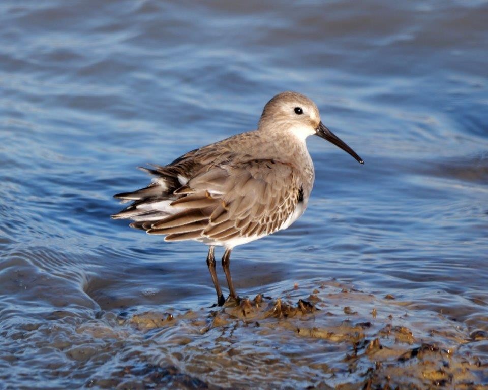 Dunlin - ML628391460