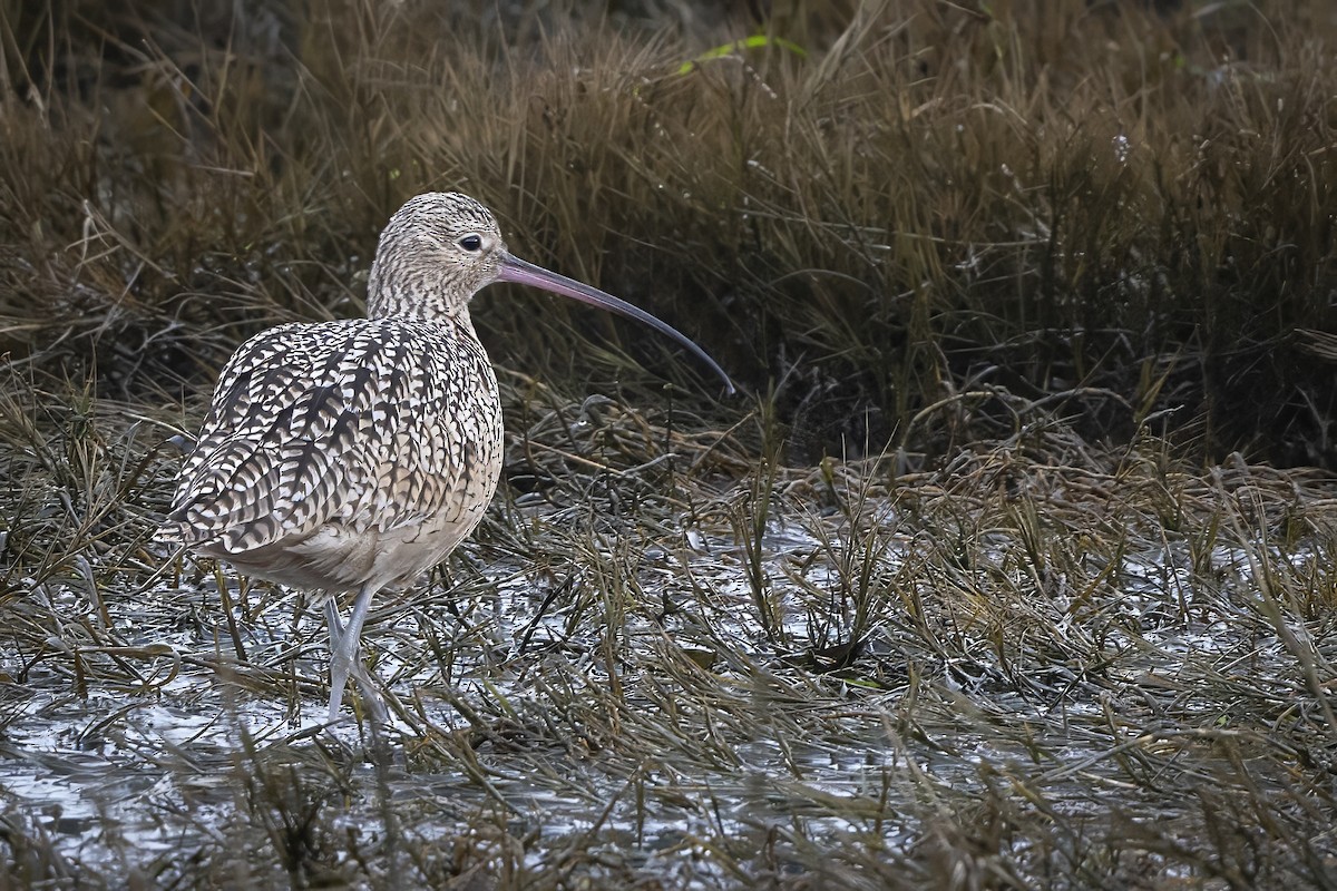 Long-billed Curlew - ML628391471