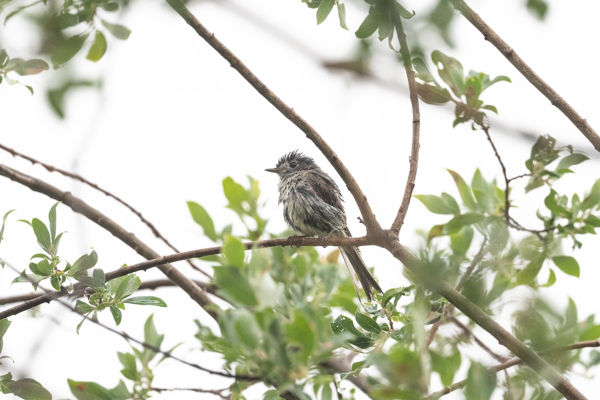 Hammond's Flycatcher - ML628391488