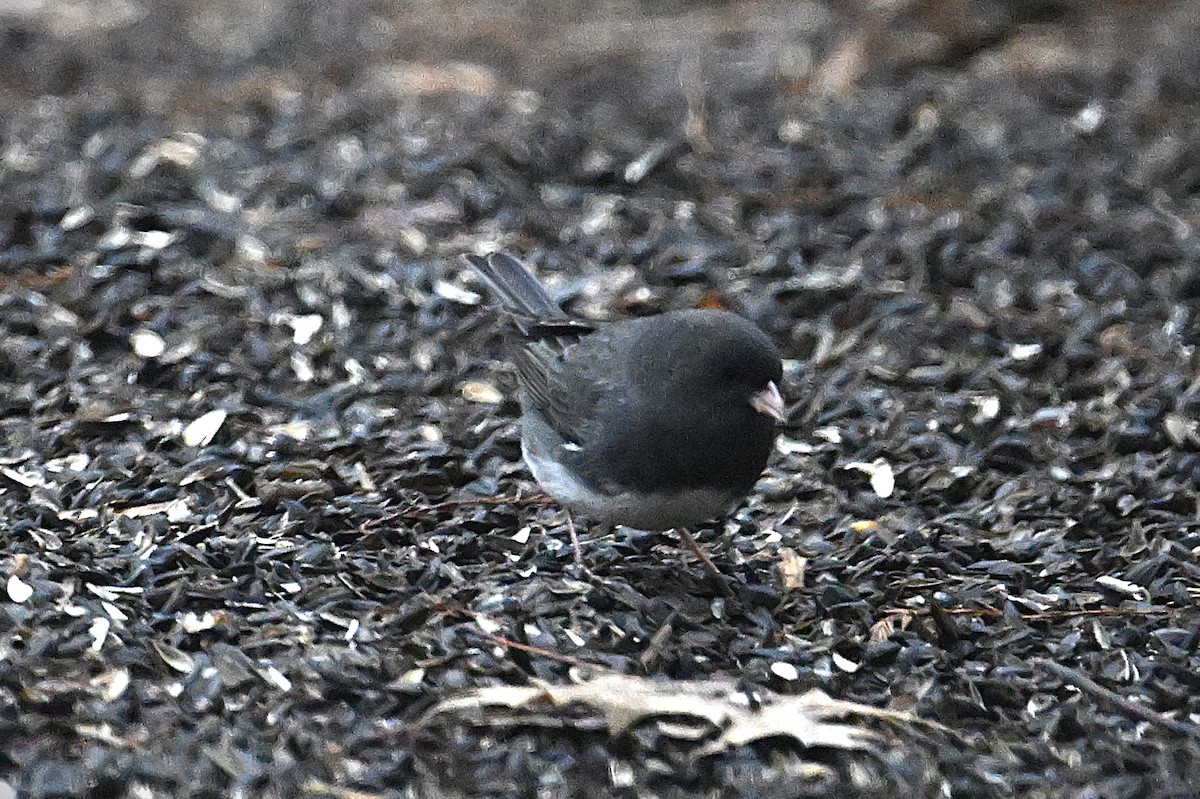 Dark-eyed Junco - ML628391489