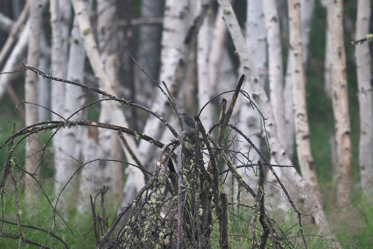 Rusty Blackbird - ML628391504