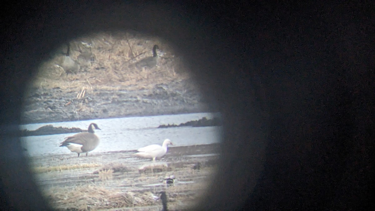 Snow Goose - ML628391511