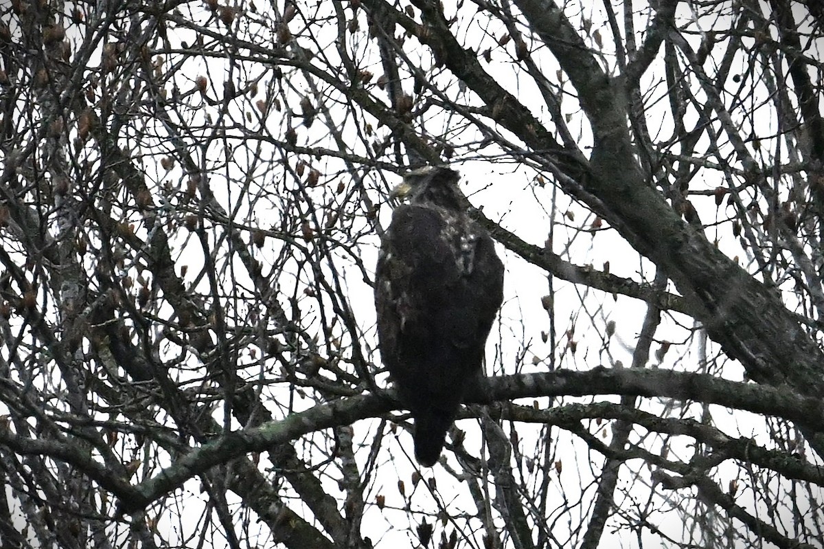 Bald Eagle - ML628391540