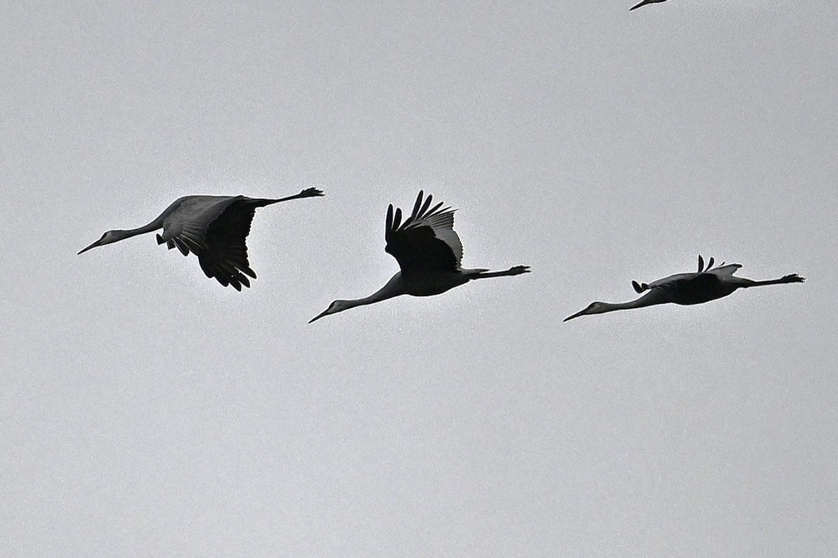 Sandhill Crane - ML628391563