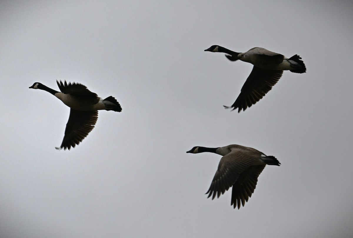 Sandhill Crane - ML628391564