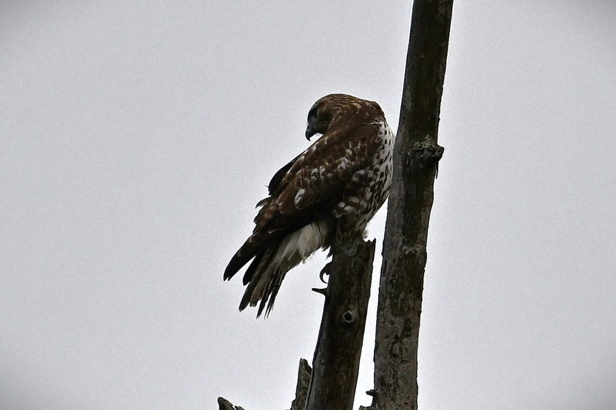 Red-tailed Hawk - ML628391584